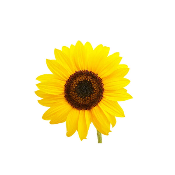 Refined Sunflower Oil For Sale / Best Sun Flower Oil 100% Refined Sunflower Oil 1L 2L 3L 5L