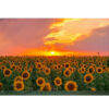Se vende Aceite De Girasol/High Oleic Tournesol Sunflower Oil/ISO Certified Organic Huile De Tournesol Pas Cher - Image 6